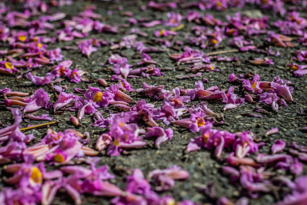 istock Pink Flowers on the Ground 2160825577