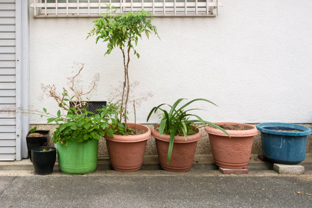 Various house plants outdoors against a painted wall.