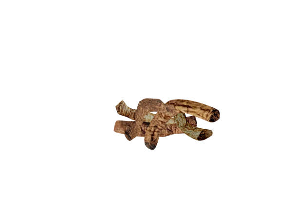 istock Picrorhiza kurroa Rhizome 2160828828