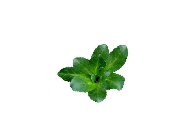 istock Picrorhiza kurroa leaves 2160828842