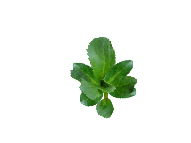 istock Picrorhiza kurroa leaves 2160828858