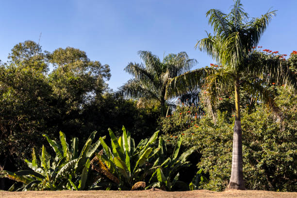 banana plantation and imperial palm tree planted on a plot of land in the agroforestry system in Brazil