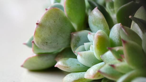 istock succulent plant - echeveria 2160832589