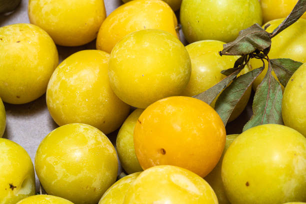 Organic apricots on sale on the market.