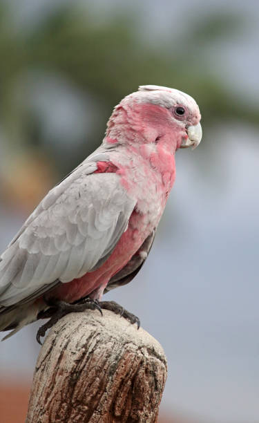 istock Young juvenile galah bird perched on a concrete post 2160834350
