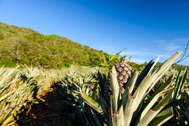 istock Fresh raw growing pineapple tropical fruit in farm, Thailand 2160834873