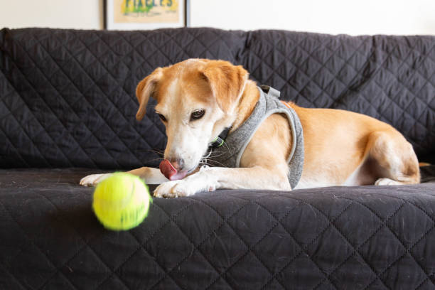 Cute dog on a sofa playing with a tennis ball Cute dog on a black covered sofa playing with a tennis ball wimbledon seats stock pictures, royalty-free photos & images