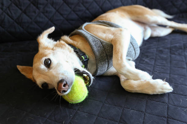 Cute dog laying down on a sofa playing with a tennis ball Cute dog laying down on a black covered sofa playing with a tennis ball wimbledon seats stock pictures, royalty-free photos & images