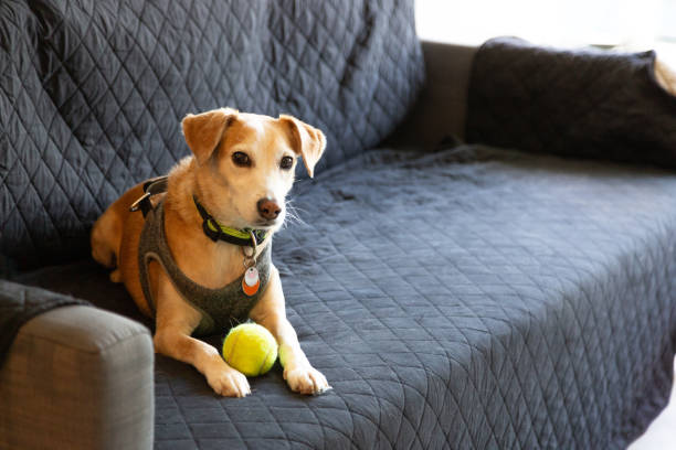 Cute dog on a sofa posing with a tennis ball Cute dog on a black covered sofa posing with a tennis ball wimbledon seats stock pictures, royalty-free photos & images