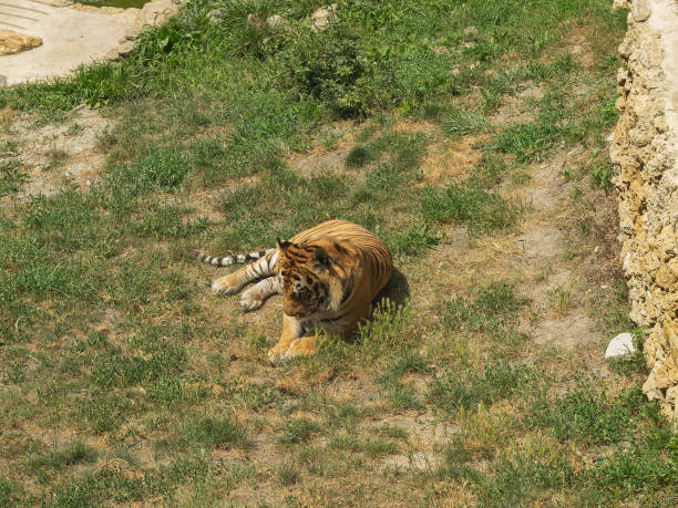 Tiger, lying down