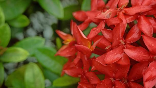 istock polyalthia longifolia flowers. Ashoka Flowers 2160838712