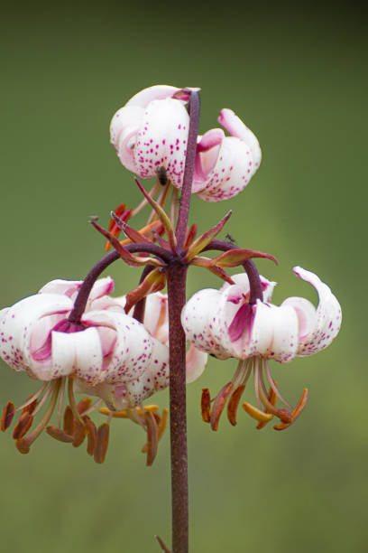 istock flower in a Danish garden 2160838879