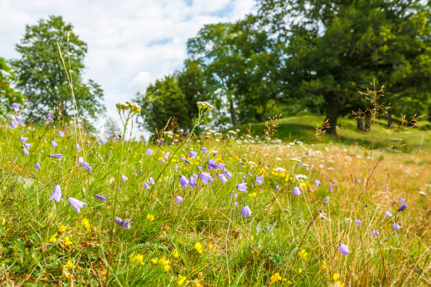 istock Harebell in a pasture with oak trees 2160839804