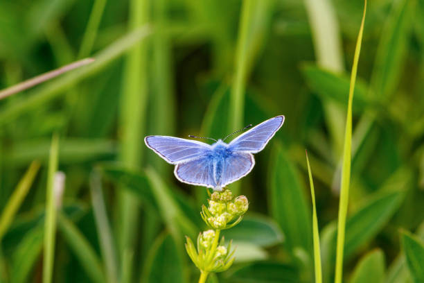 tiny wingtip blue butterfly, Amanda blue, Polyommatus amandus