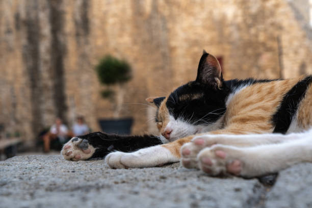 A stray cat rests on a stone ledge in Budva, Montenegro. Historic buildings with red roofs and a church tower in the background. Palm trees and straw umbrellas add to the picturesque scene