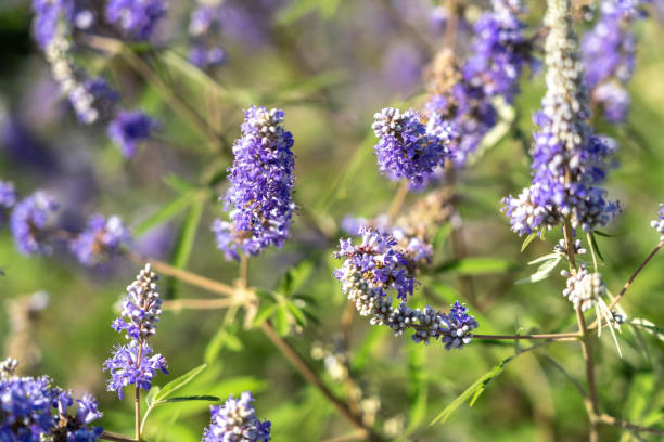 Vitex agnus-castus also called vitex, chaste tree or chastetree, chasteberry, Abraham's balm, lilac chastetree, or monk's pepper