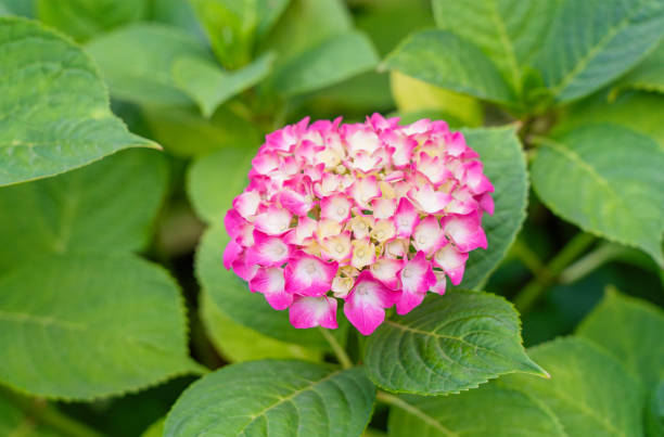 istock Hydrangea Flowers, Blooming Pink Hortensia, Hydrangea Paniculata Flower Closeup, Inflorescences 2160841701