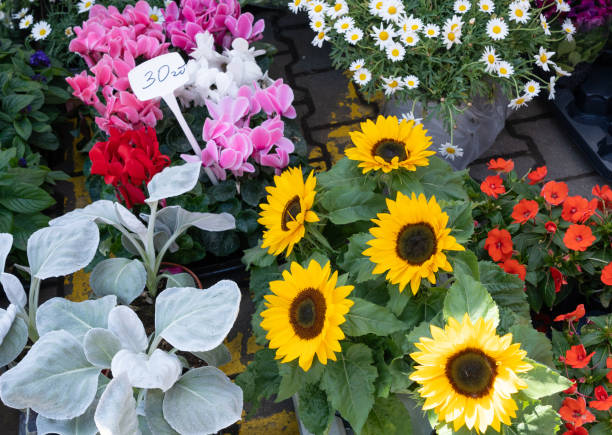 Bouquets of exotic tropical flowers