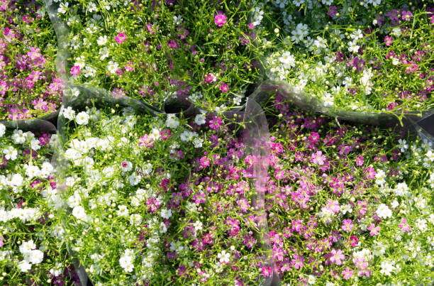 istock Pink flower pattern, natural blooming texture background top view, beige, light flowers, white floral 2160841843