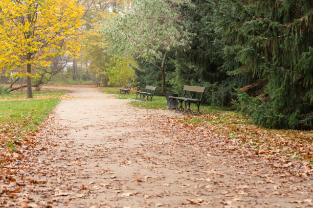 istock Park pathway covered with autumn leaves, lined with benches, green grass, trees with colorful foliage 2160842288