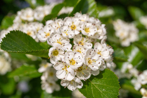 istock White flowers texture background, blooming decorative Pyracantha, firethorn or pyracantha 2160842562