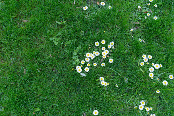 istock Spring Lawn, Natural Lush Grass Texture Background, Park Grass Field Pattern, Natural Meadow 2160842618