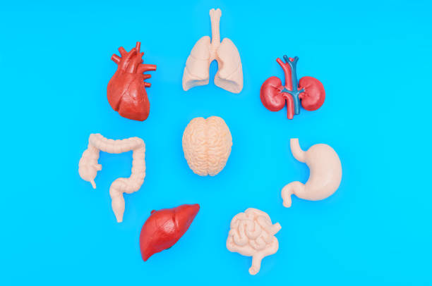 Female student studying anatomical model of a human body.