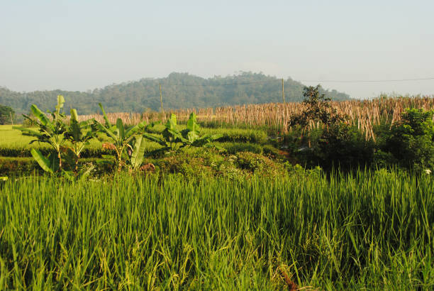 Paddy plantation and the mountain.