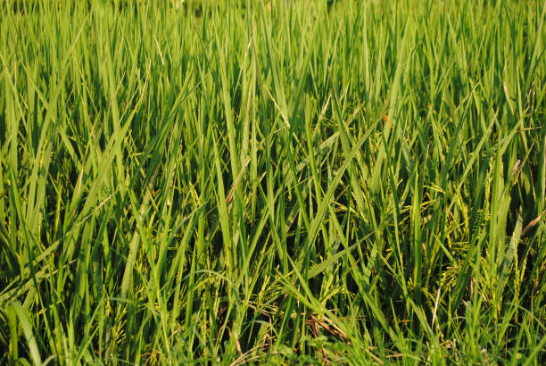 A close up of paddy plantation.