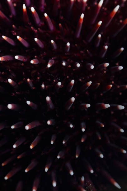 Sea Urchin Echinoderm Underwater Sea life,  Macro abstract background. Sea ​​urchin spines