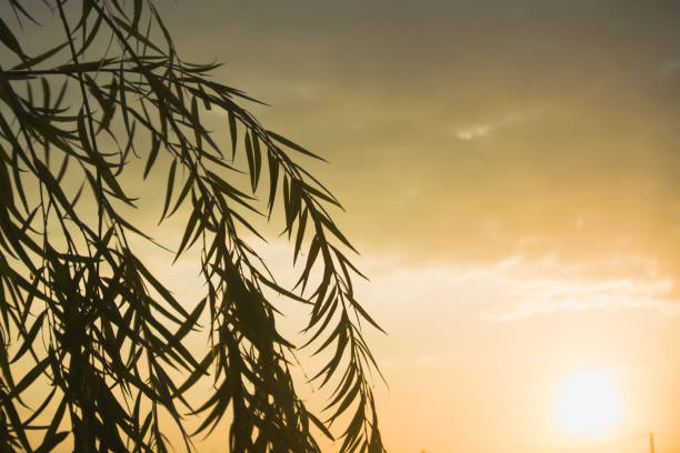 Morning atmosphere in the village