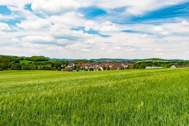 Wheat fields under bright cloudy sky summer time in North Rhine Westphalia Germany