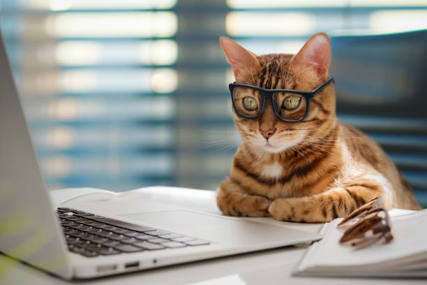 istock A business cat with glasses works at a computer in the office. 2160845319