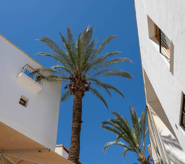 istock Palm trees and white buildings in Ibiza 2160850053
