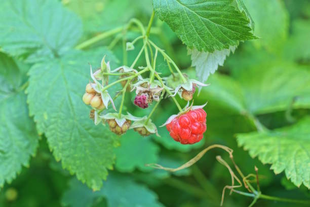 istock red berries raspberries on a branch with green bush leaves 2160851061
