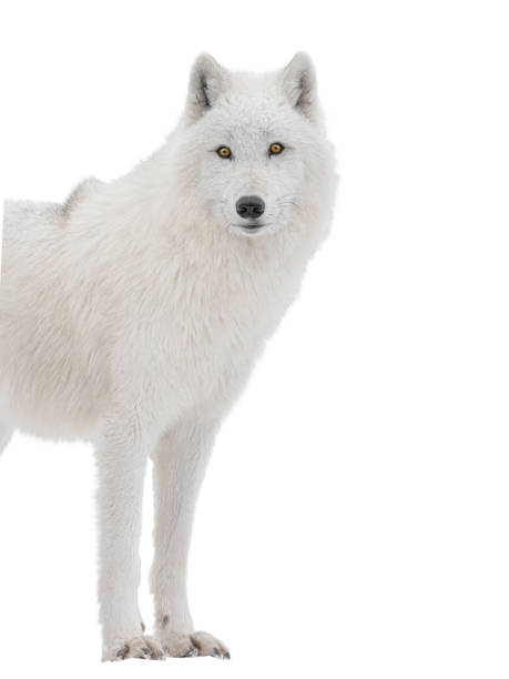 istock Polar white wolf looks intently into the camera isolated on white background 2160852066