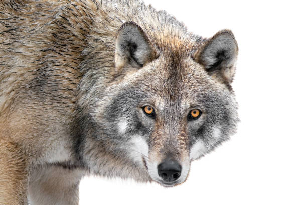 istock portrait gray wolf isolated on a white background. 2160852071