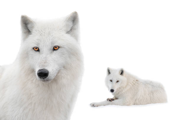 istock portrait polar white wolf isolated on white background. 2160852079
