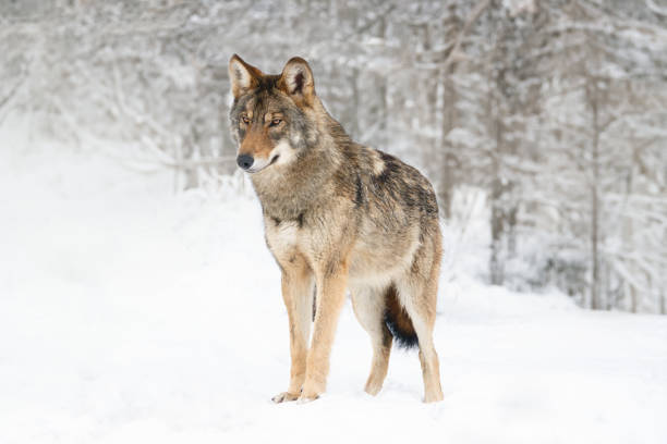 istock gray wolf standing on the snow in the forest 2160852092