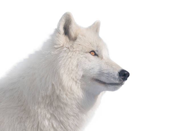 istock polar wolf portrait isolated on white background 2160852100