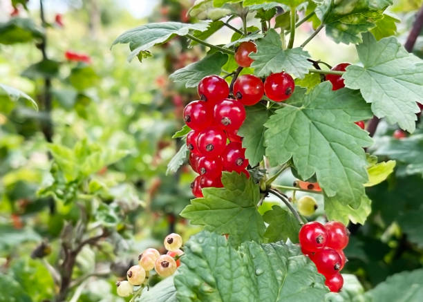 istock Ripe red currant berries hanging on a branch of a currant bush 2160852255