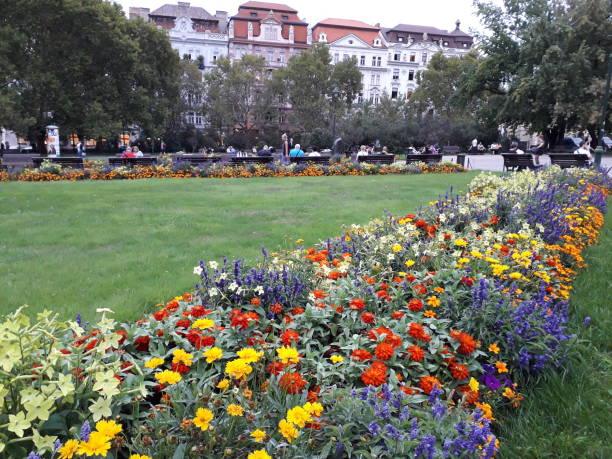 istock Prague City fowers 2160853928