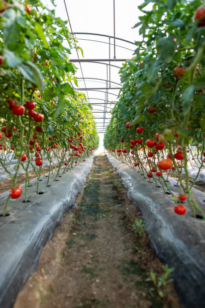 istock Tomato greenhouse with rows of red tomatoes 2160854756