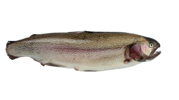 istock Salmon carcass with fins cut off. 2160854843