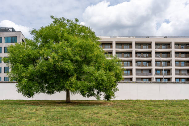 istock A tree is standing in front of a large building 2160855997
