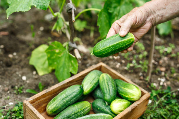 istock Harvesting fresh cucumbers from organic garden 2160856832