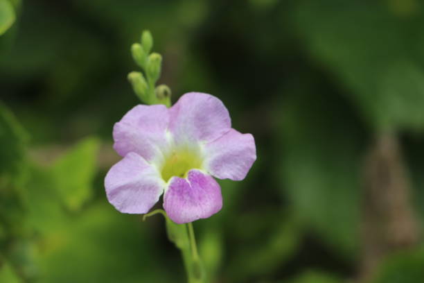 Pale purple-petaled flower