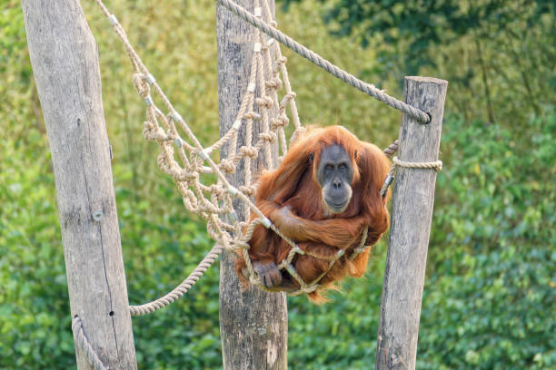 Sumatran orangutan (Pongo abelii). The largest tree monkeys. They spend almost their entire lives in trees. Orangutan in a wicker hammock.