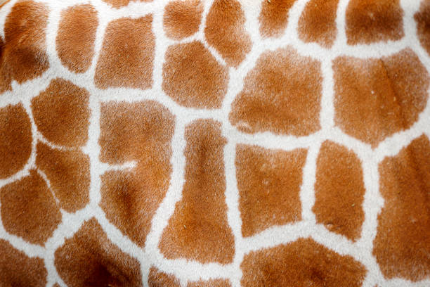 Close up of giraffe fur