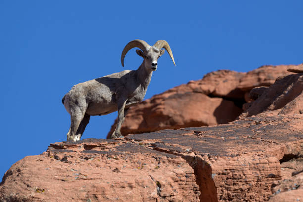 istock Desert Bighorn Sheep 2160860179